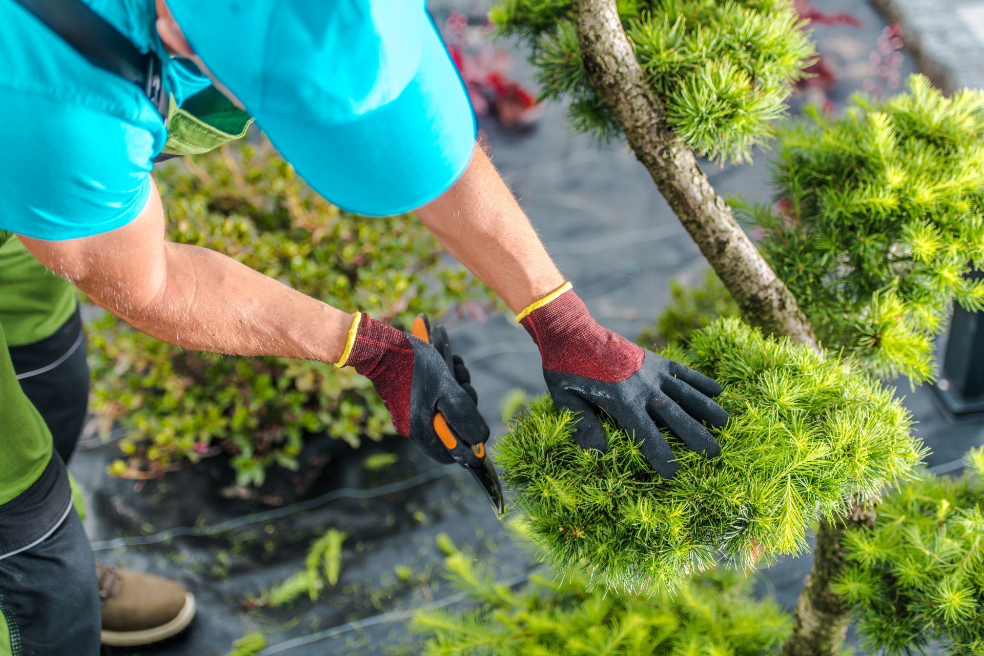 Gardener trimming a shrub with pruning shears in a landscaped garden