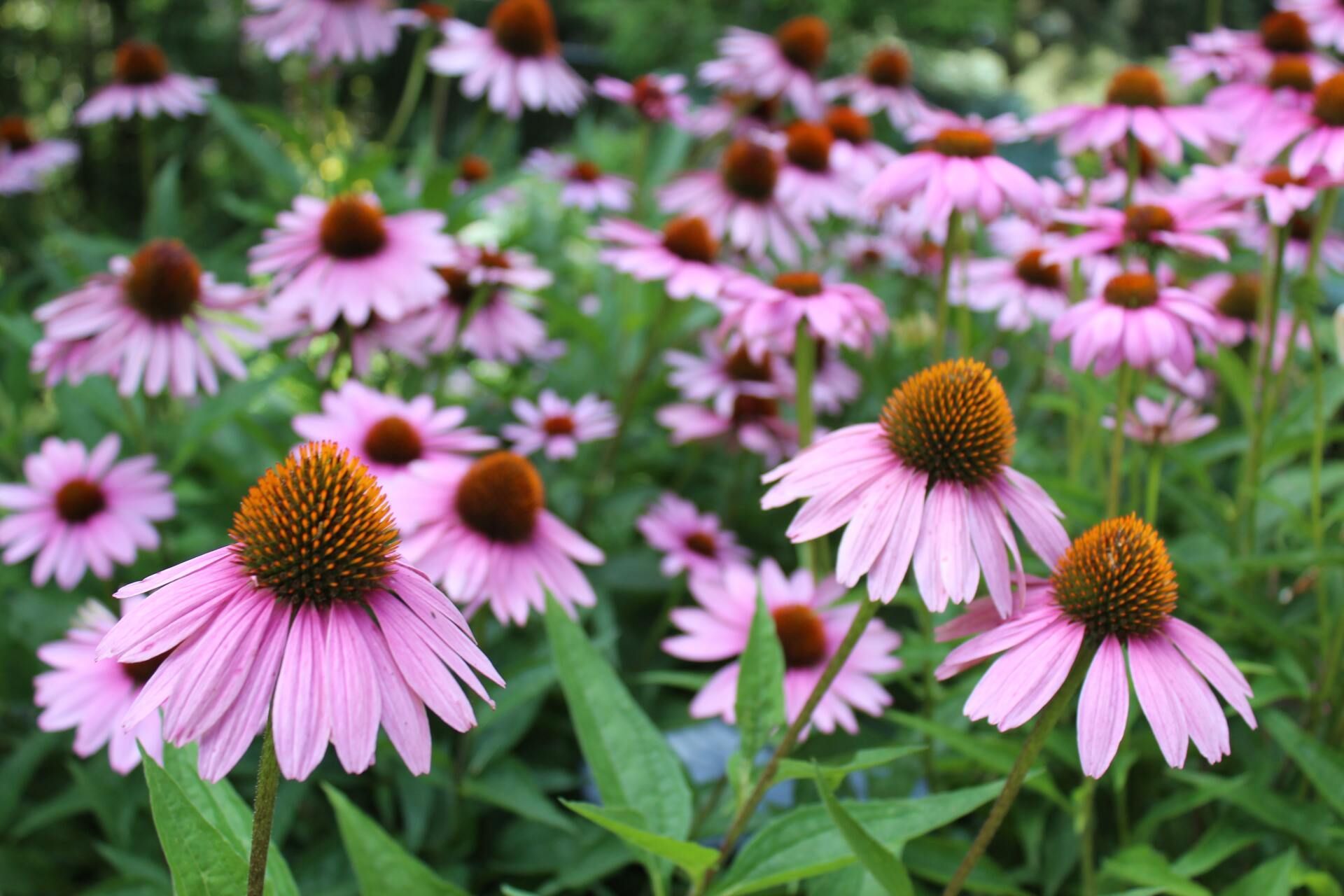 close up of coneflowers
