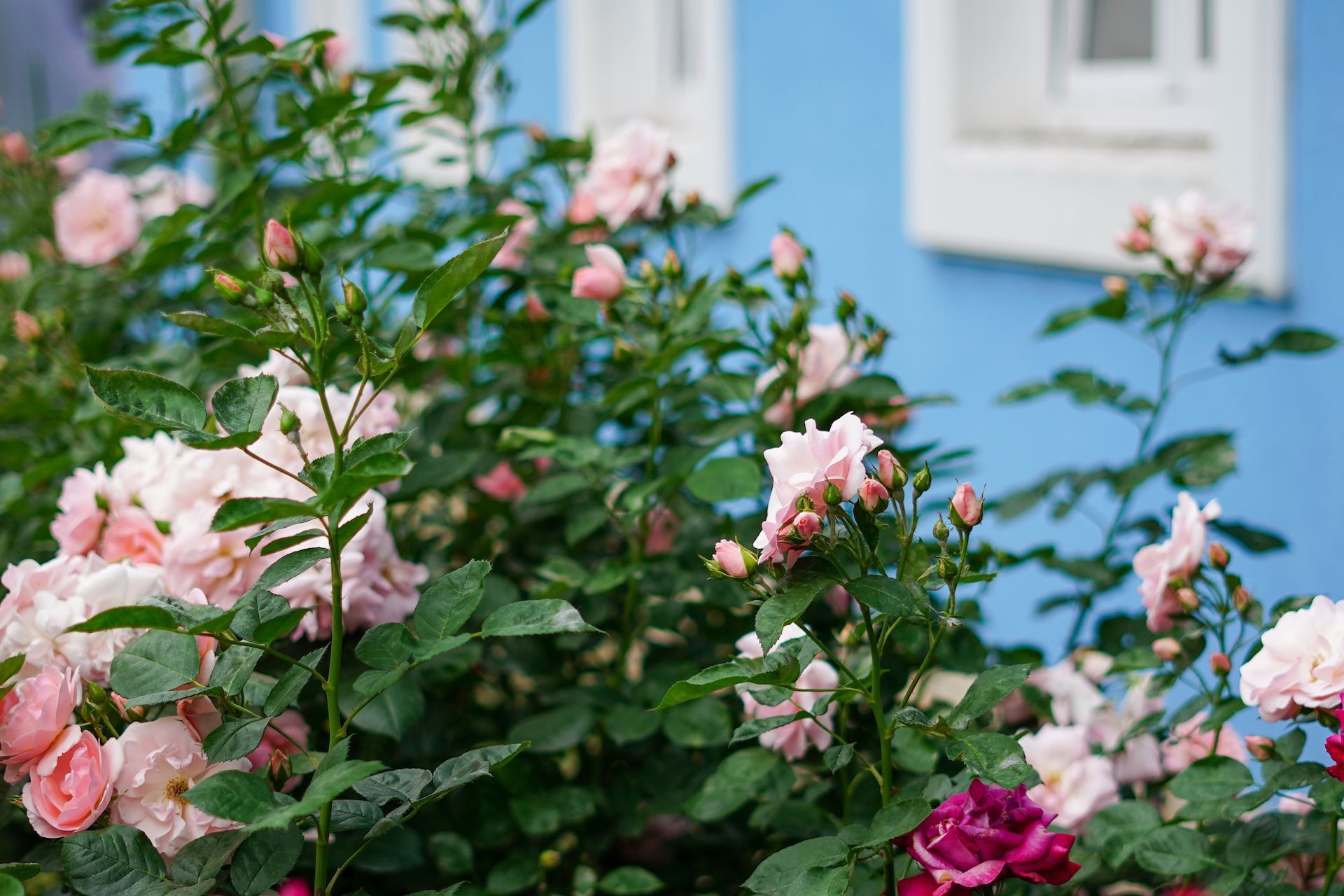 A bush of pink and red roses in front of a blue building.