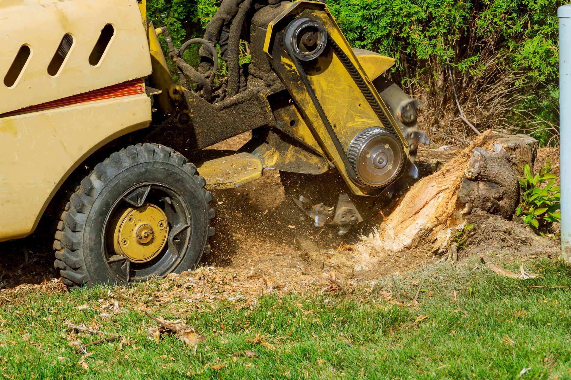 stump grinder in the grinding process outside, bushes in background
