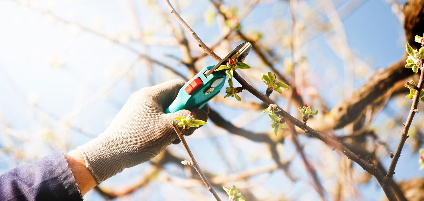 A man's hand pruning an apple tree during spring - spring tree care tips.