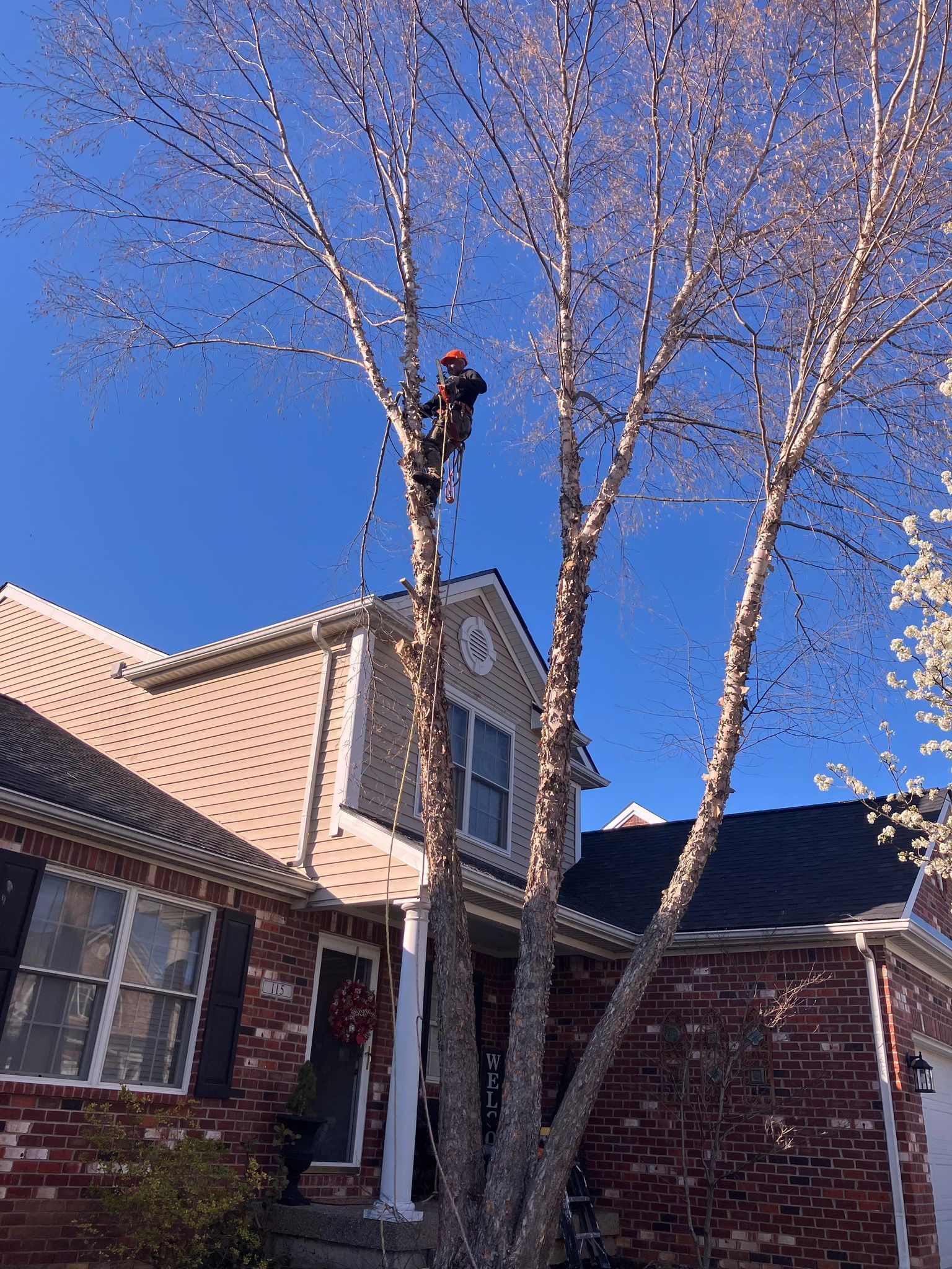 A man is climbing a tree in front of a brick house