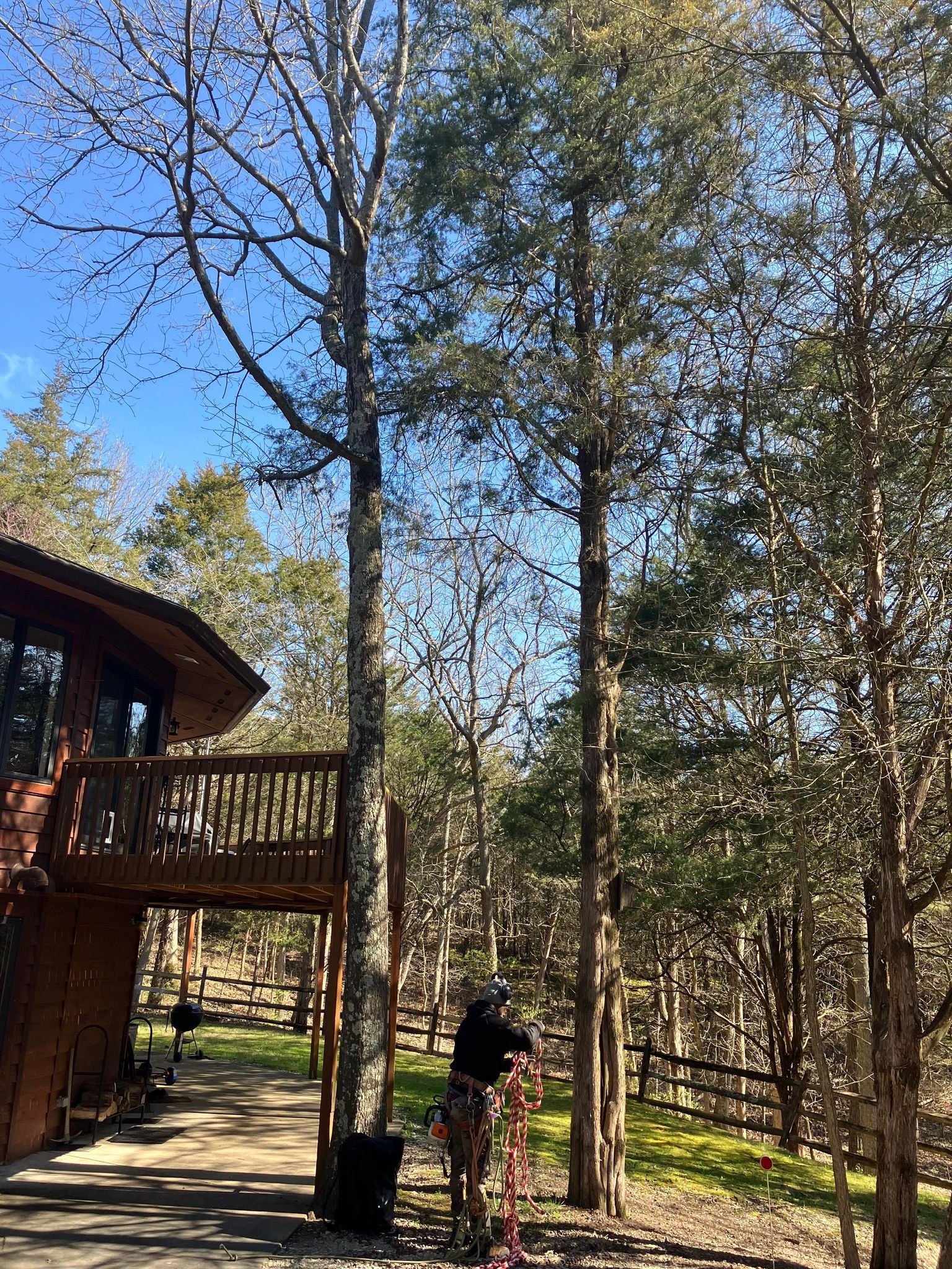 A house in the middle of a forest with trees in front of it