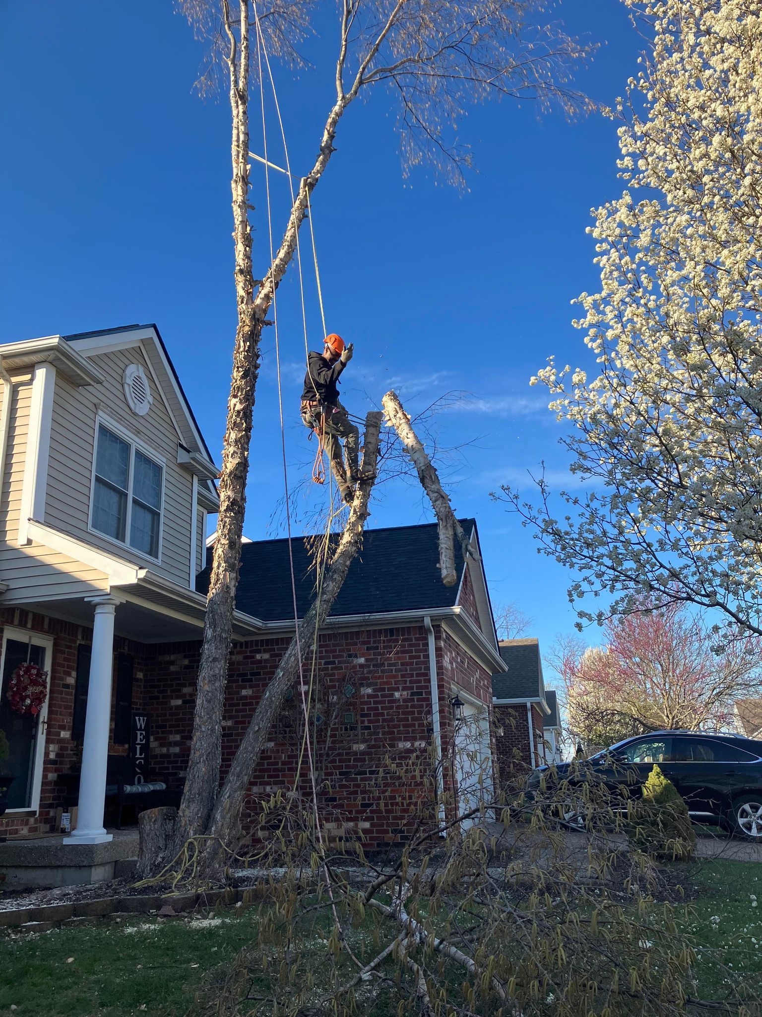 A man is climbing a tree in front of a house
