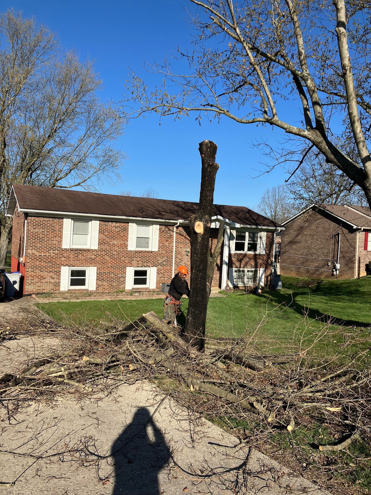 A tree is being cut down in front of a brick house