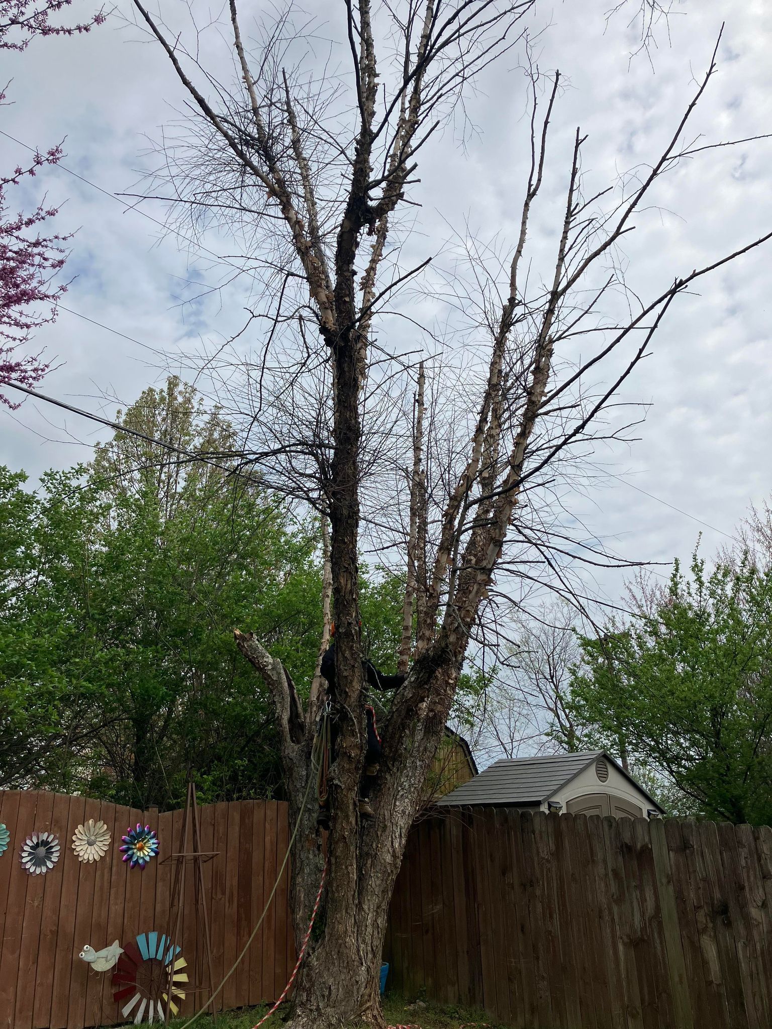 A tree with a lot of branches without leaves