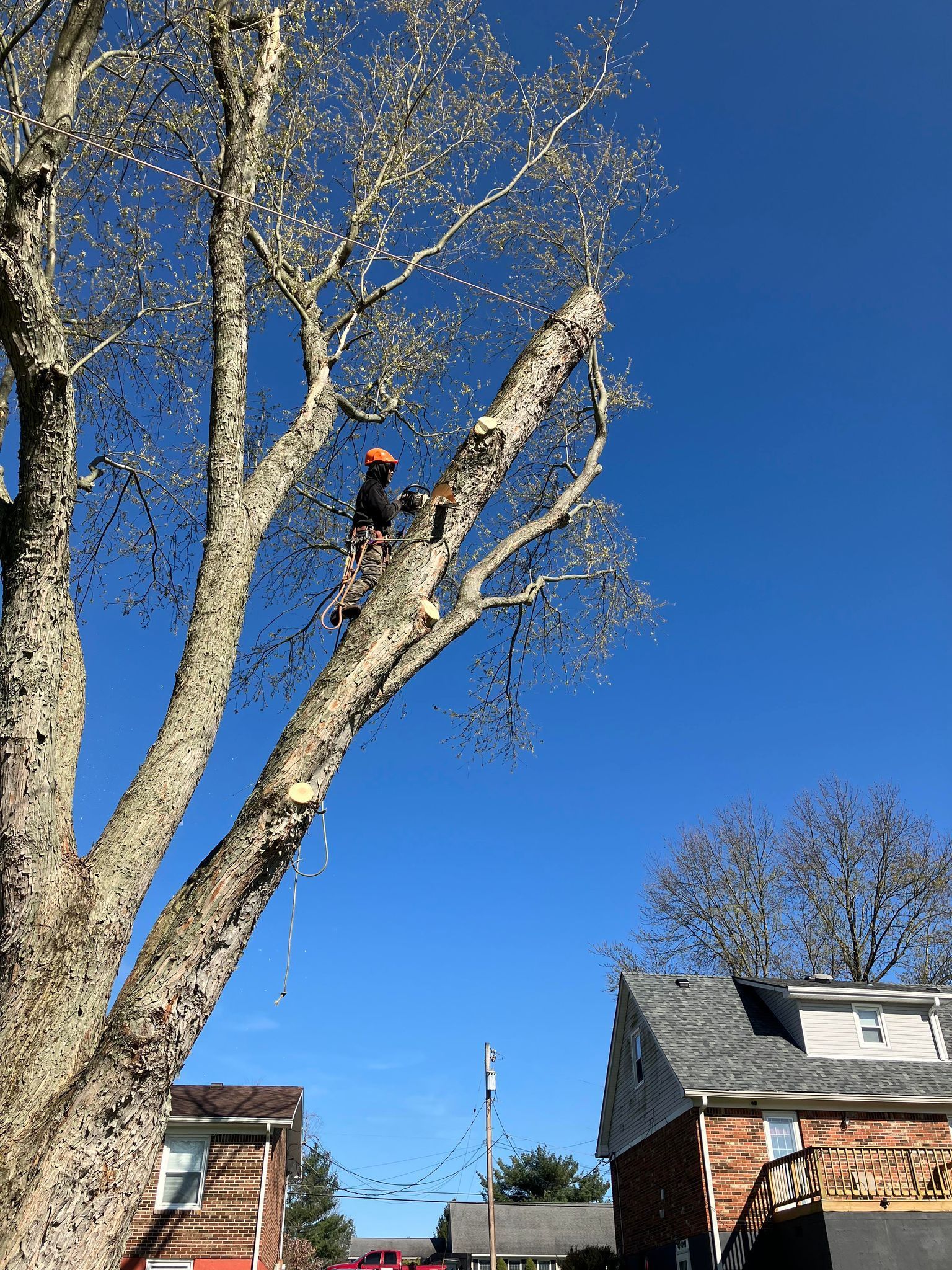 A man is climbing a tree in front of a house.