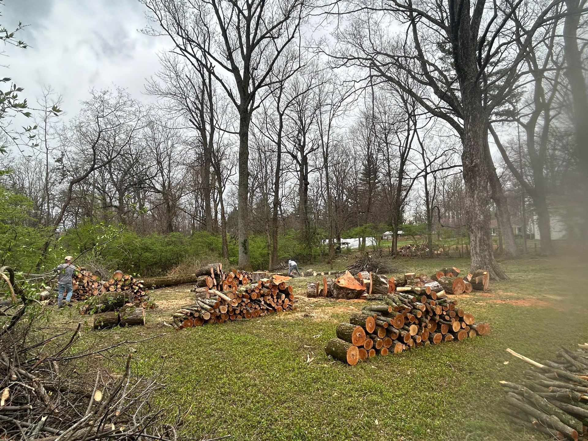 A pile of logs in a field with trees in the background
