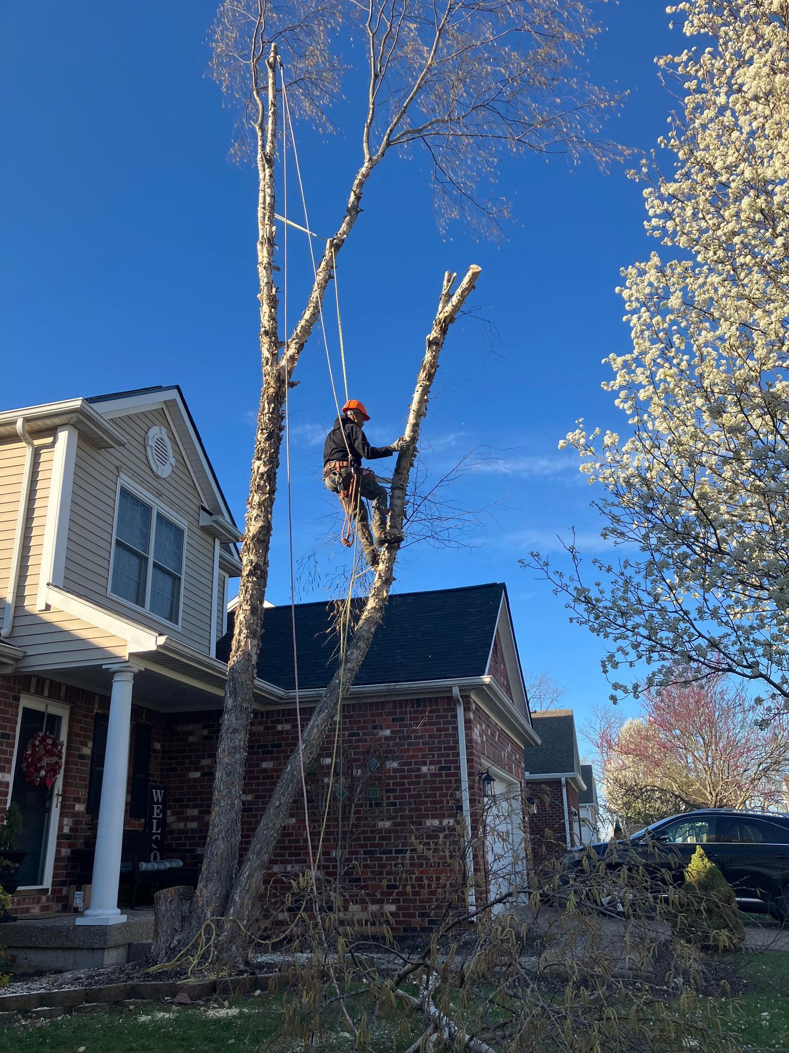 A man is climbing a tree in front of a house