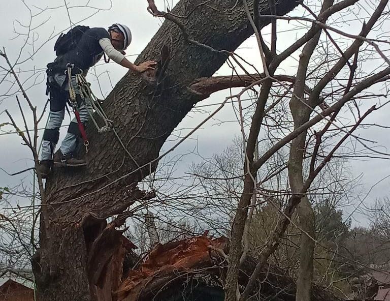 A man is climbing a tree with a rope attached to it.
