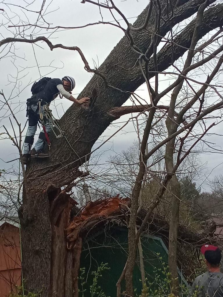 A man is climbing up the side of a tree.