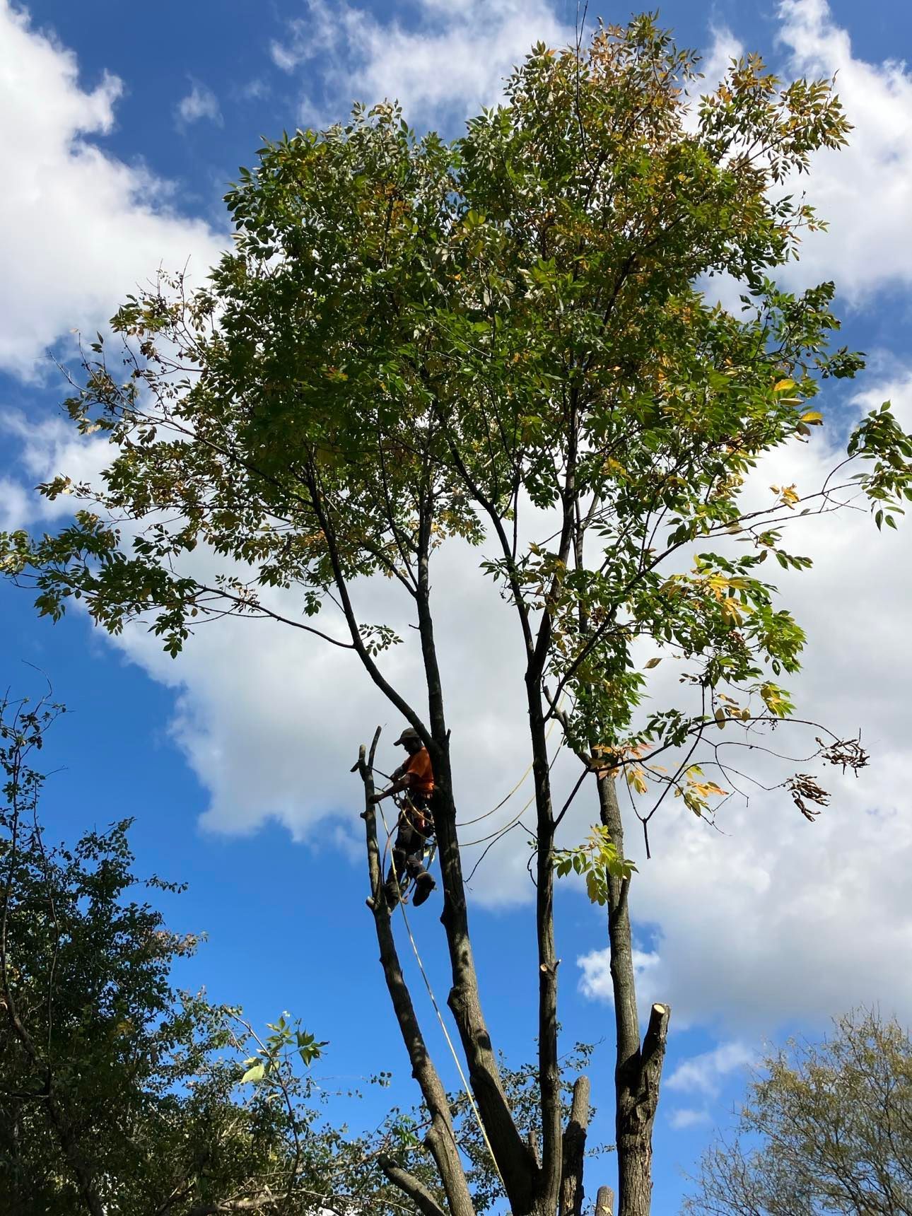 A man is climbing a tree with a blue sky in the background