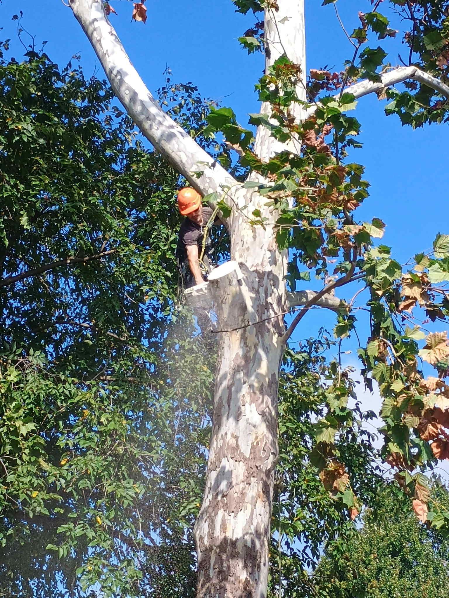 A man is climbing a tree in front of a house