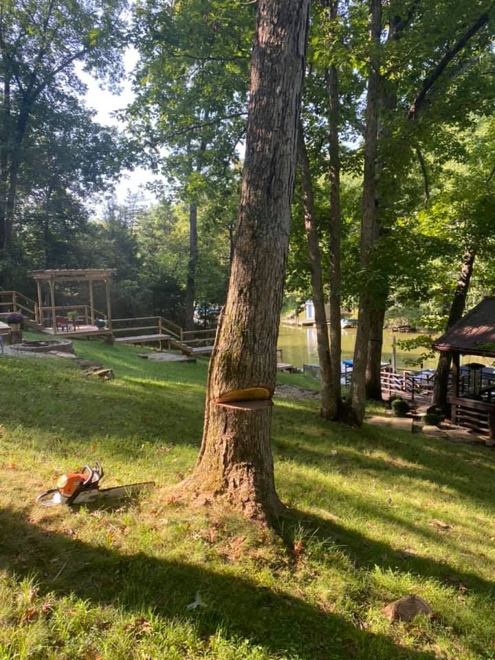 A tree with a mushroom growing out of it