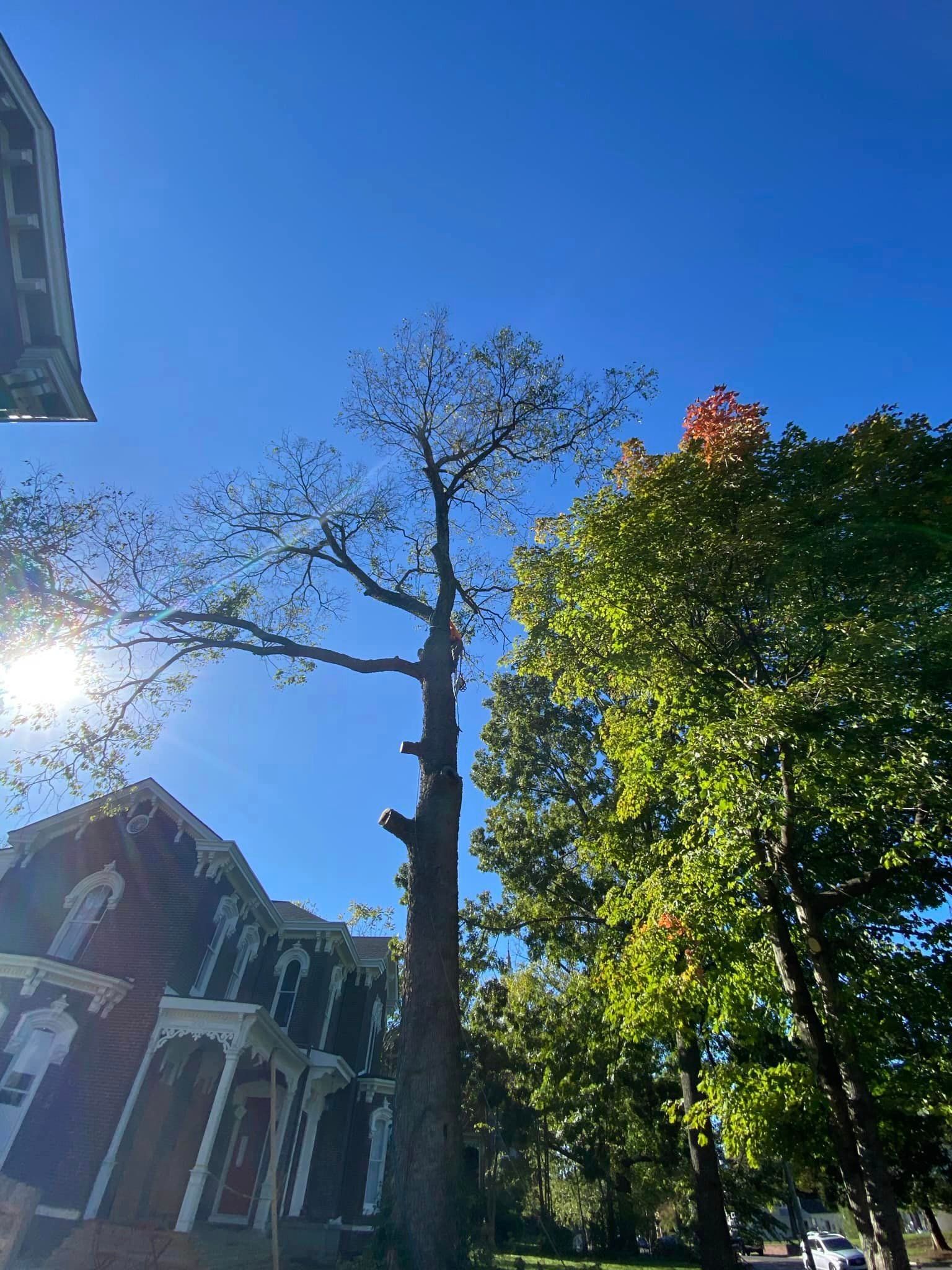 A tree in front of a house with a blue sky in the background
