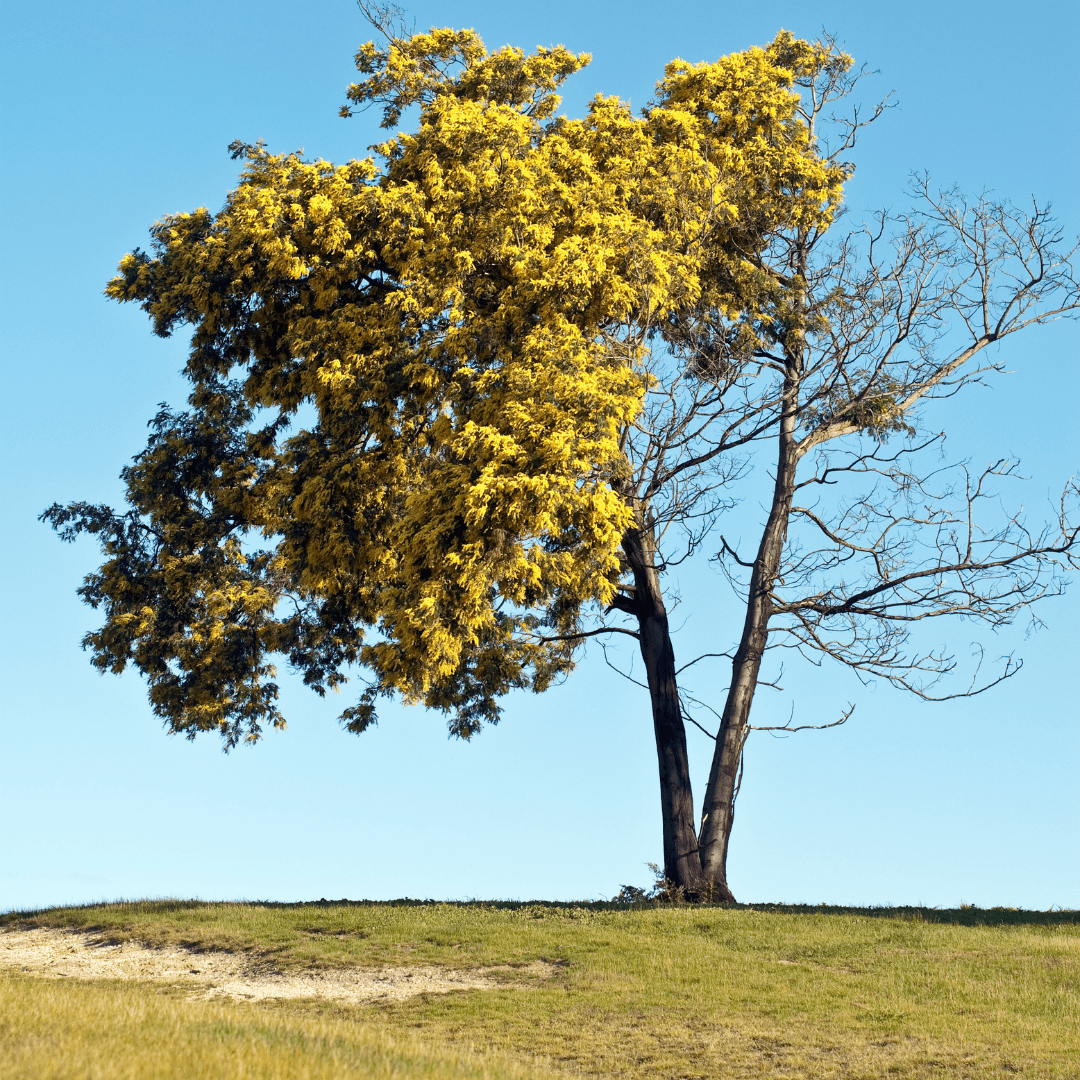 A tree with lots of yellow flowers on it