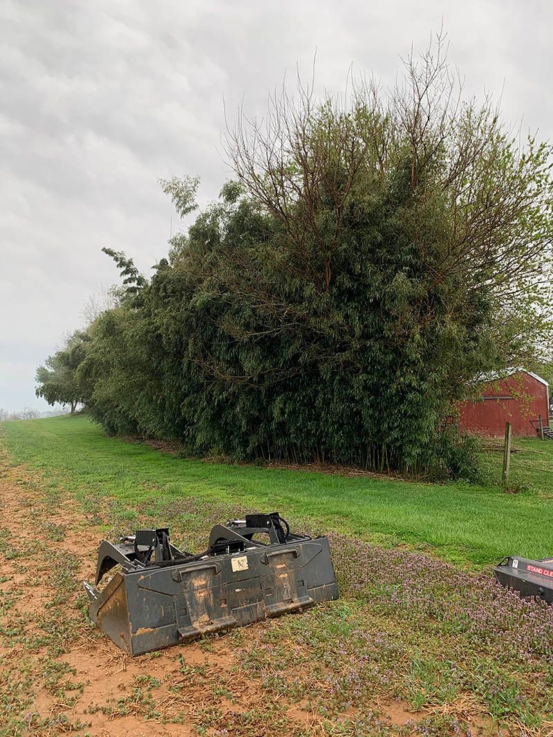 A bulldozer is sitting in a field next to a row of trees.