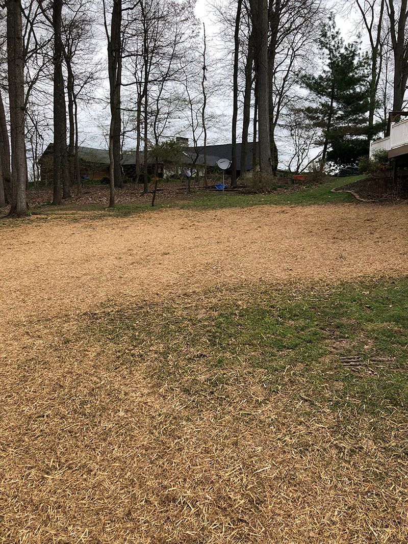 There is a lot of wood chips on the ground in the backyard.