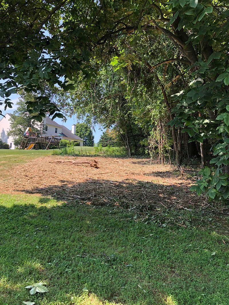 A lush green field with trees and a house in the background.