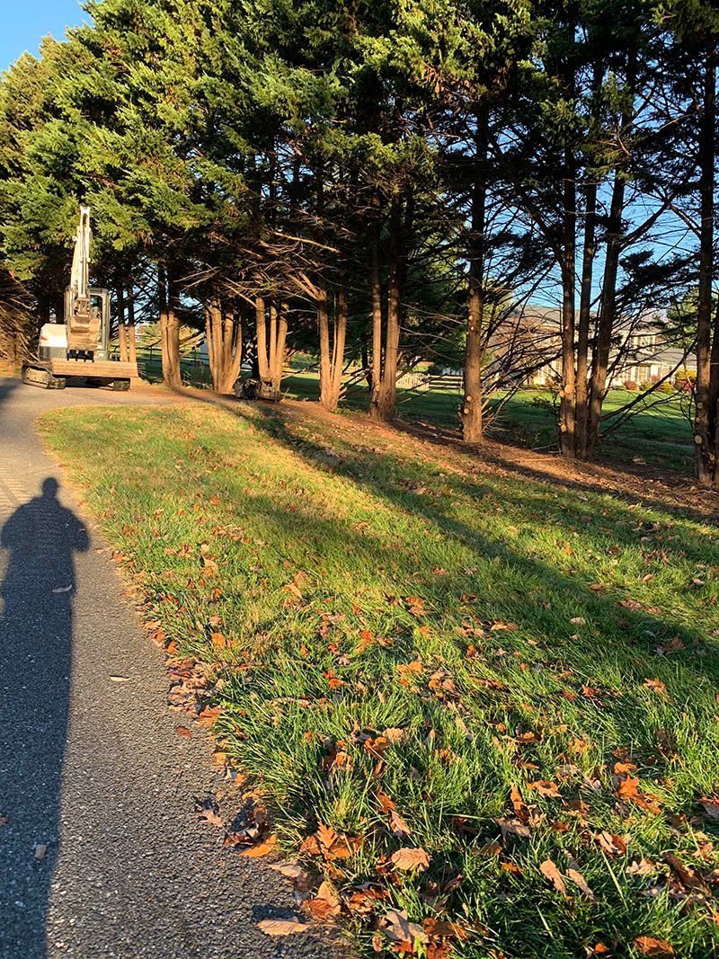 A person is walking down a path next to a forest.