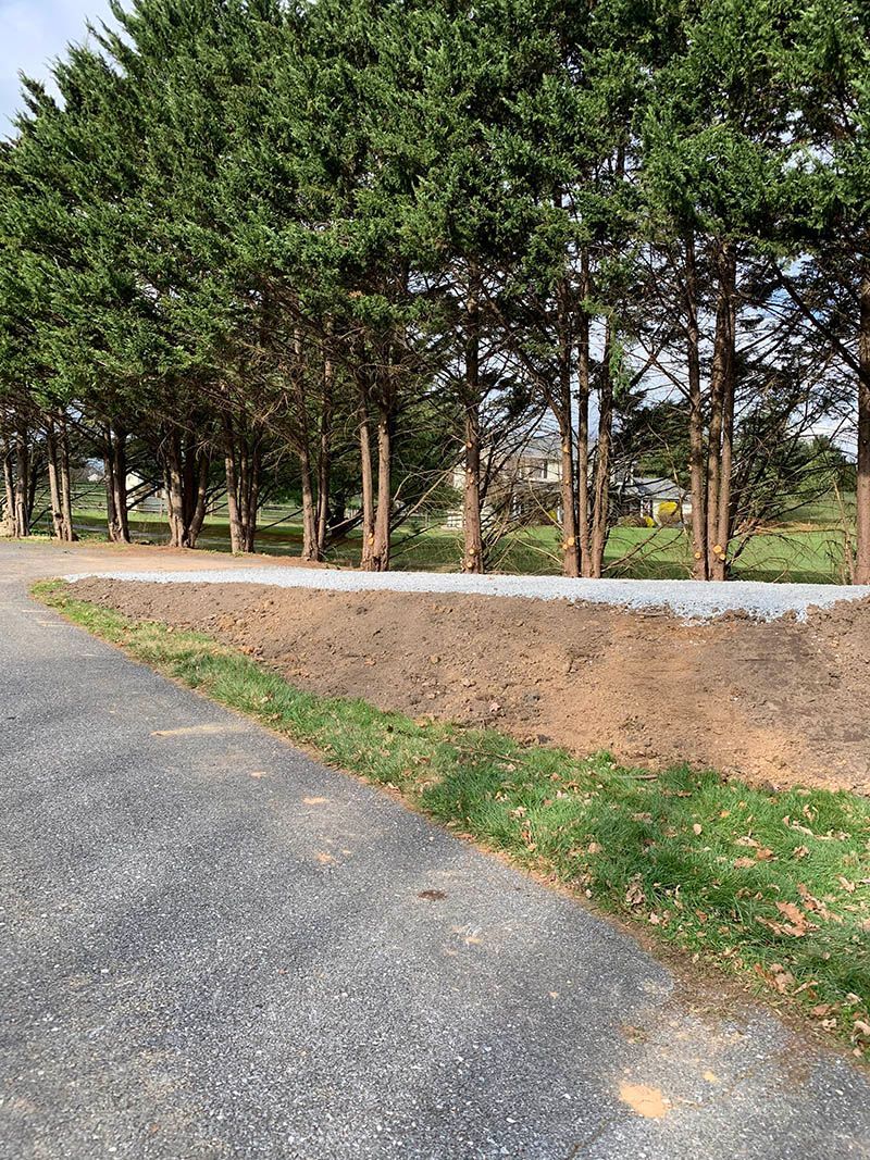 A dirt road leading to a row of pine trees.