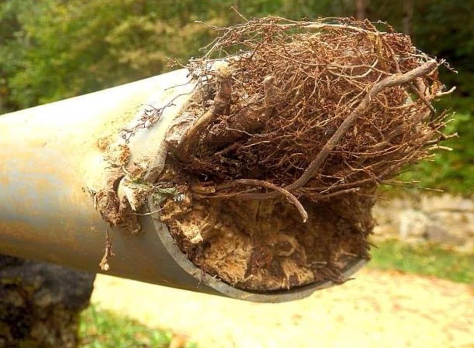 Cut PVC pipe filled with tangled brown roots and dirt.