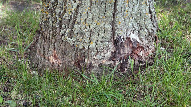 Base of a Tree — Jacksonville, FL — Custom Tree Surgeons Base of a Tree — Jacksonville, FL — Custom Tree Surgeons