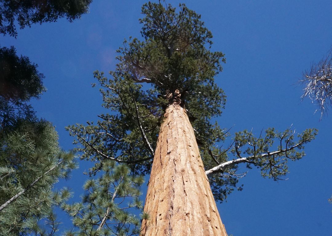 A redwood tree towers above with a bright, blue sky behind