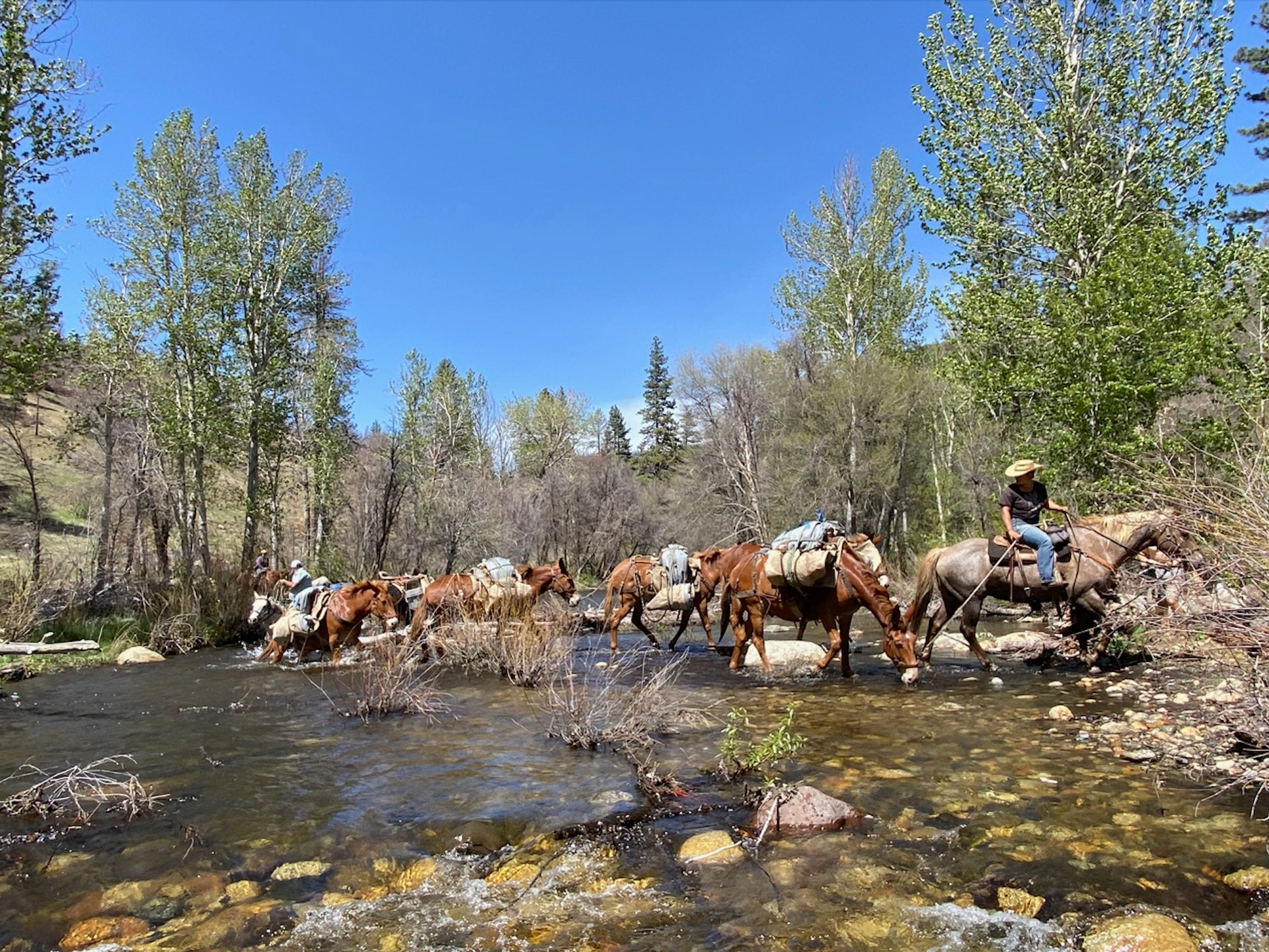 horses trotting along river