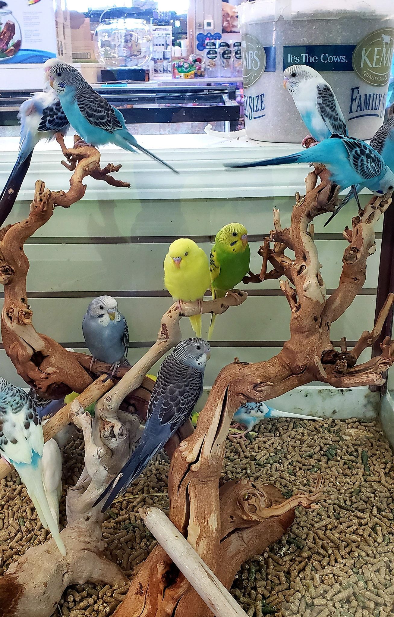 A group of parakeets sitting on branches in a cage.