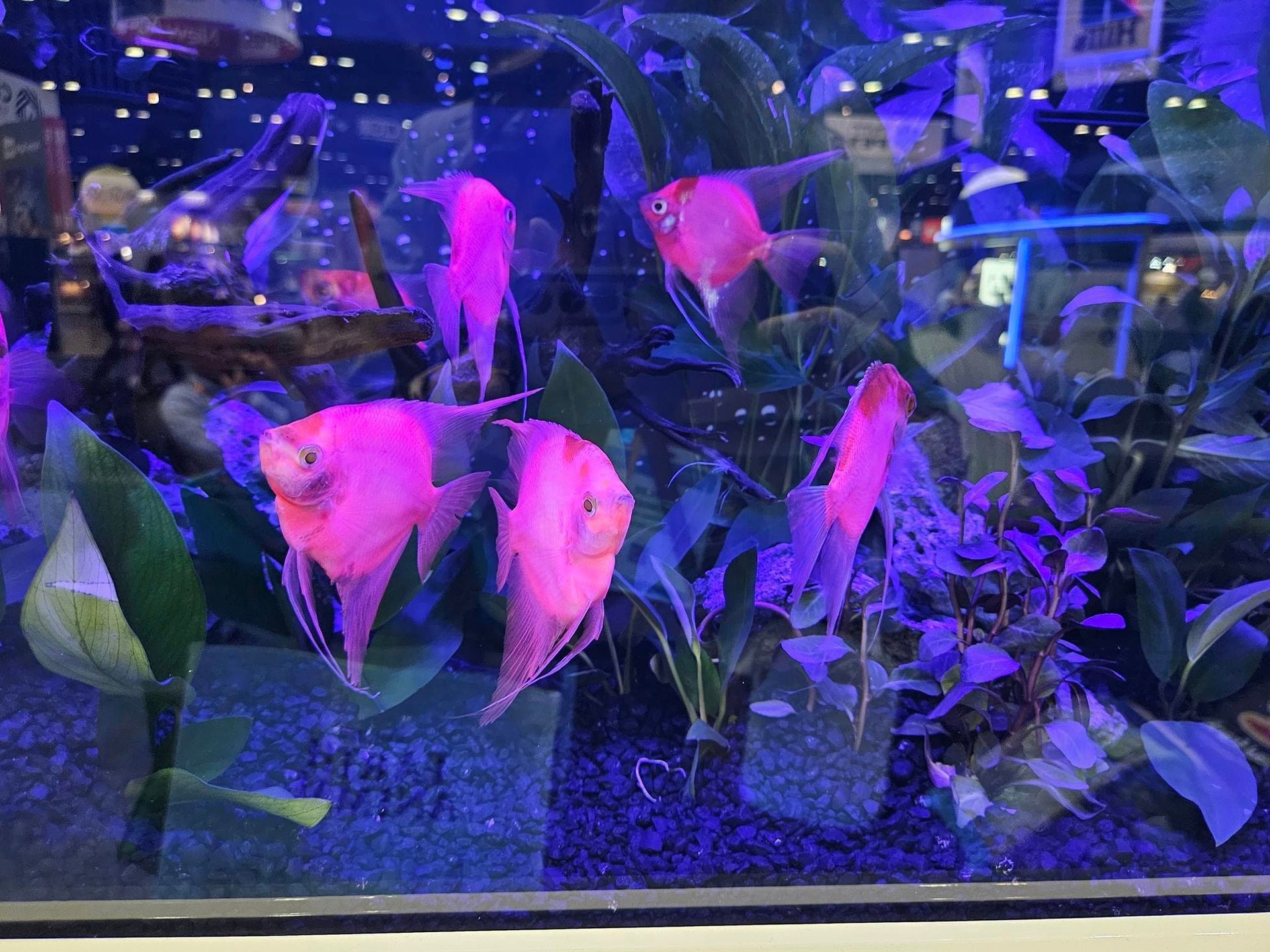 A fish tank filled with pink fish and plants.