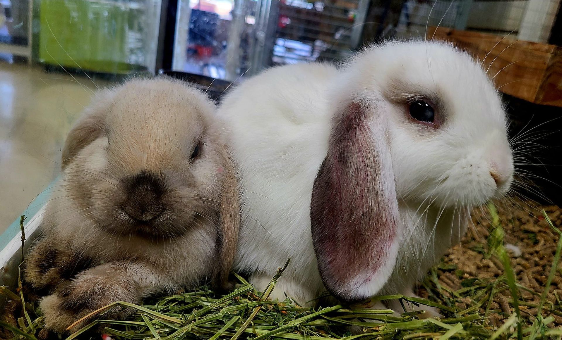 Two white rabbits are sitting next to each other in a cage.