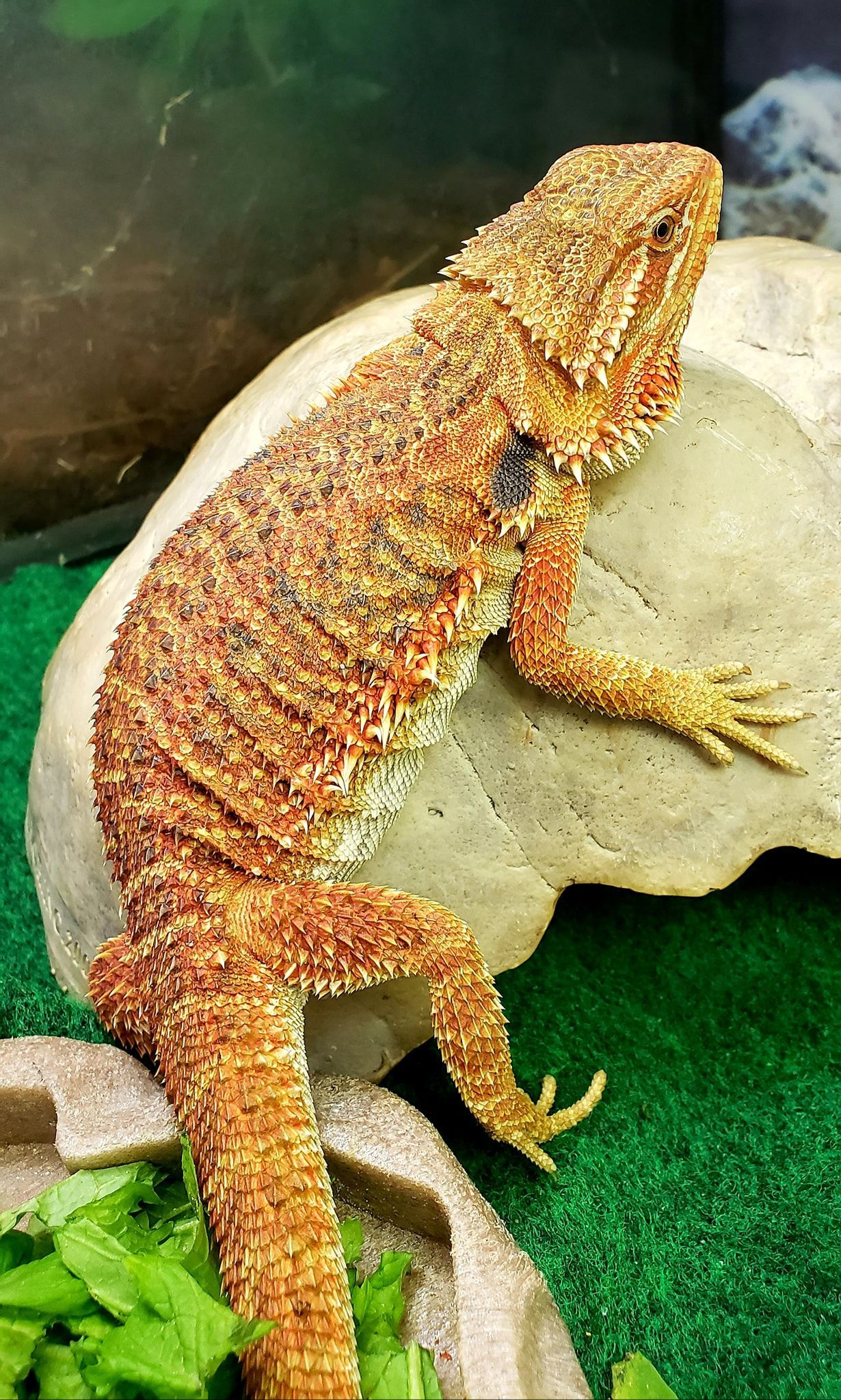 A lizard is sitting on top of a rock.