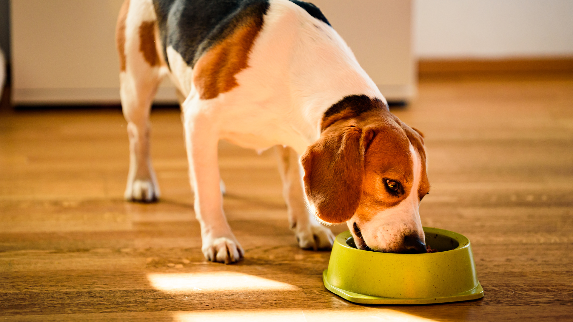 A beagle dog is eating from a green bowl on a wooden floor.