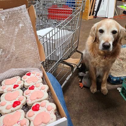 A dog is sitting next to a box of paw print cookies