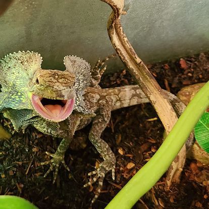 A lizard with its mouth open is sitting next to another lizard.