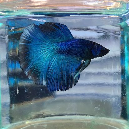 A blue and black betta fish is swimming in a glass container.