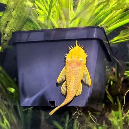 A yellow fish is sitting in a black container in an aquarium.
