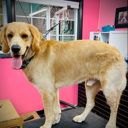A dog is standing on a table in front of a pink wall.