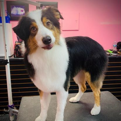 A black and white dog is standing on a table