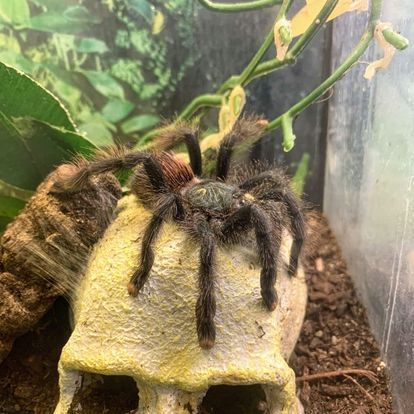 A spider is sitting on top of a skull in a terrarium.