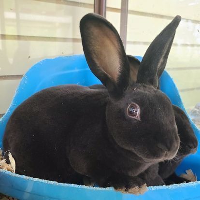 A black rabbit is sitting in a blue bowl