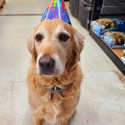 A dog wearing a birthday hat is sitting on the floor.