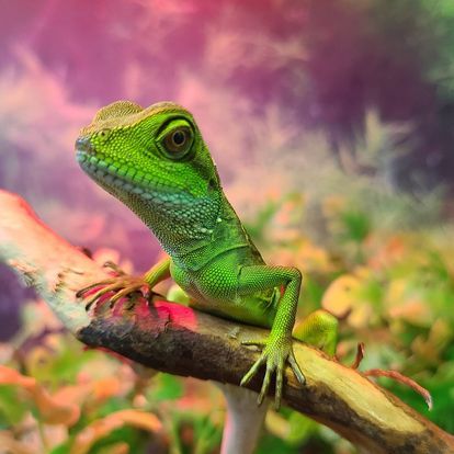 A green lizard is sitting on a tree branch.