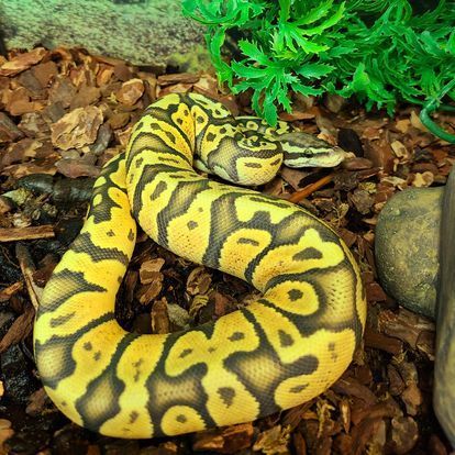 A yellow and black snake is laying on a pile of leaves.