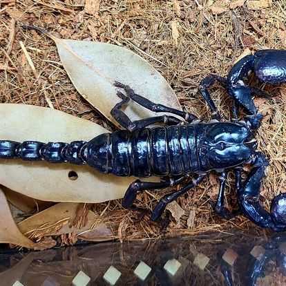 A black scorpion is laying on top of a pile of leaves.