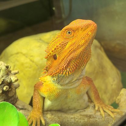 A close up of a bearded dragon sitting on a rock.