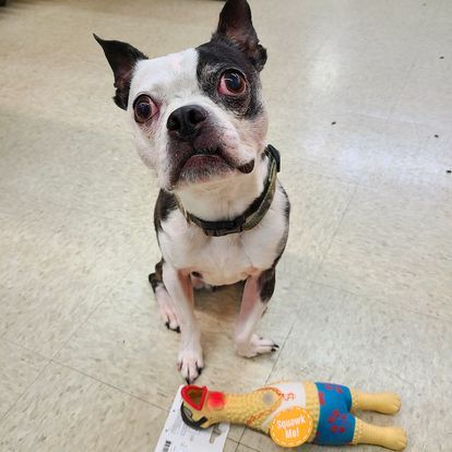 A black and white dog is sitting next to a toy on the floor.