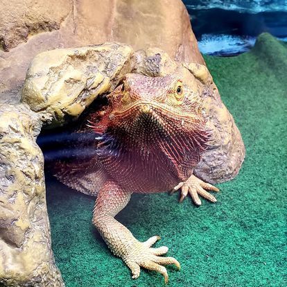 A bearded dragon is sitting on top of a rock.