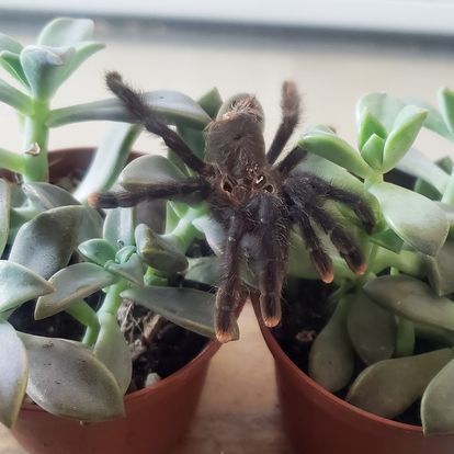 A spider is sitting on top of a potted plant